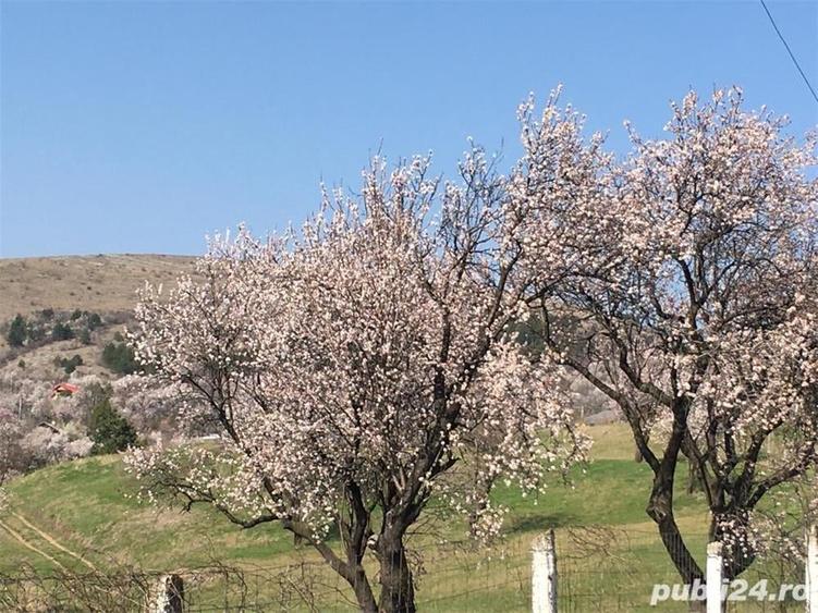 Teren în Central