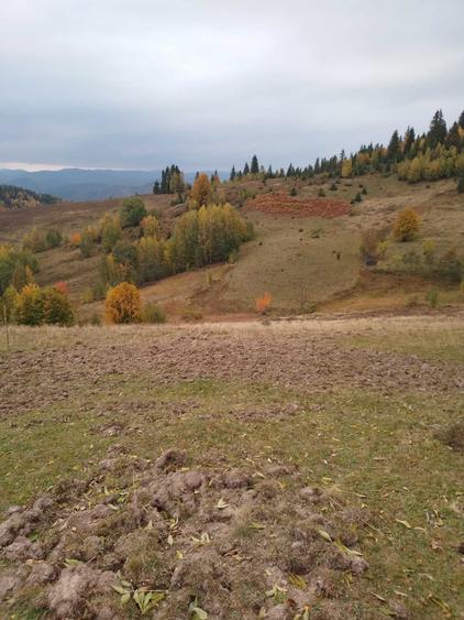 Teren de 60000 mp, în Vadu Moților