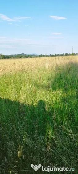 Teren de 3900 mp, în Săcălășeni