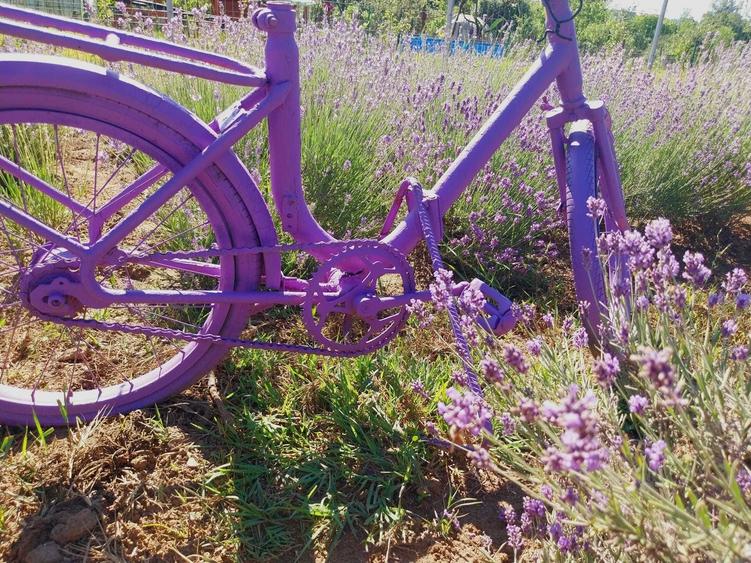 Casă cu 4 camere semidecomandat cu Teren 50000 Mp în Iedera