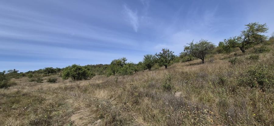 Teren agricol de 10081 mp, în Nord-Vest