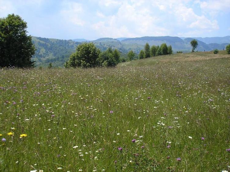 Teren intravilan de 3700 mp, în Moieciu de Jos