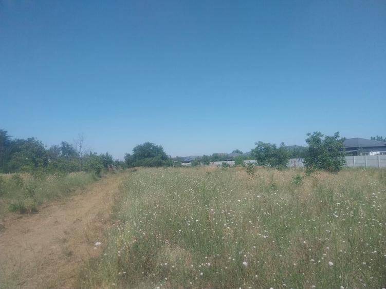 Drumul Targului -Domnesti -loturi de casa direct proprietar - 5