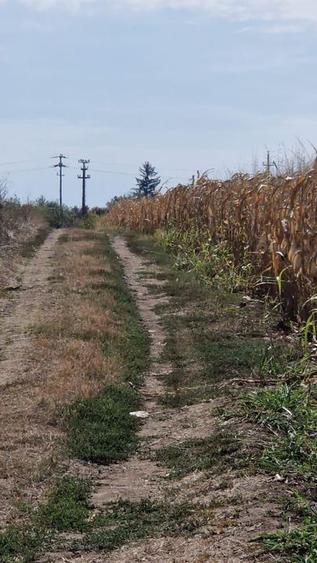 Teren agricol intravilan de 12400 mp, în Ciolpani
