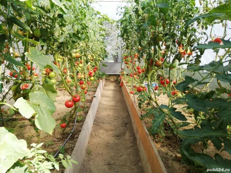 Casă cu 5 camere cu Teren 2100 Mp în Malu cu Flori