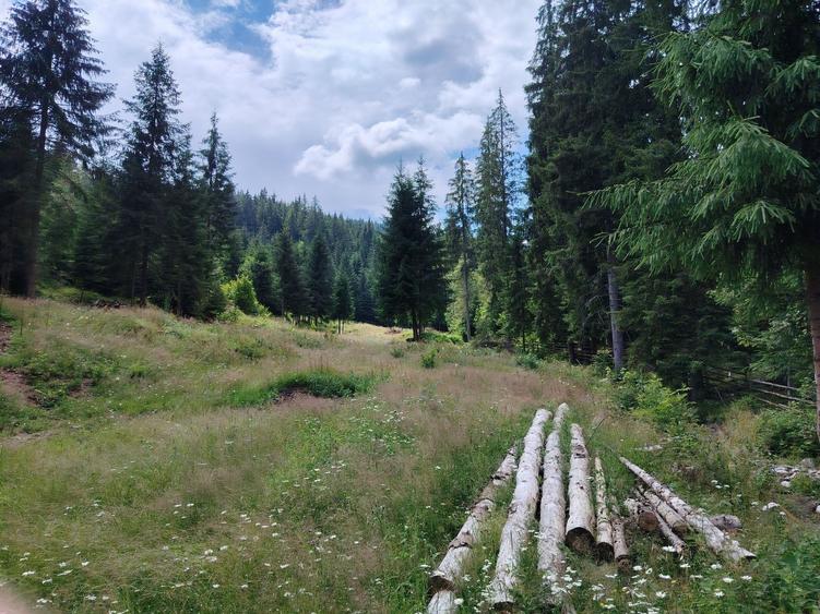 Teren de 17000 mp, în Siculeni