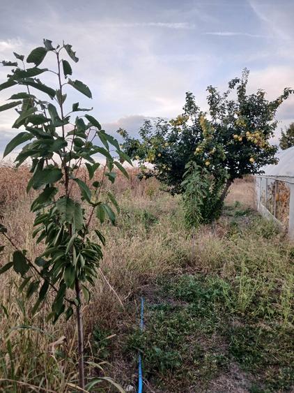 Casă individuală cu 4 camere cu Teren 2770 Mp în Văcărești