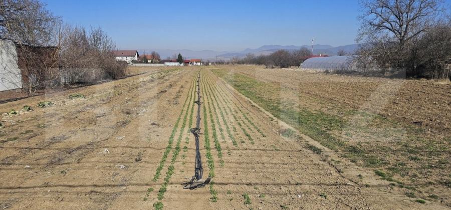 Teren Construcții intravilan de 4550 mp, în Sântuhalm