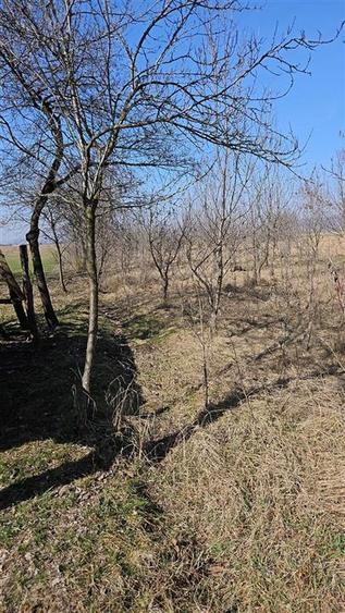 Teren Construcții intravilan de 2955 mp, în Mehedința