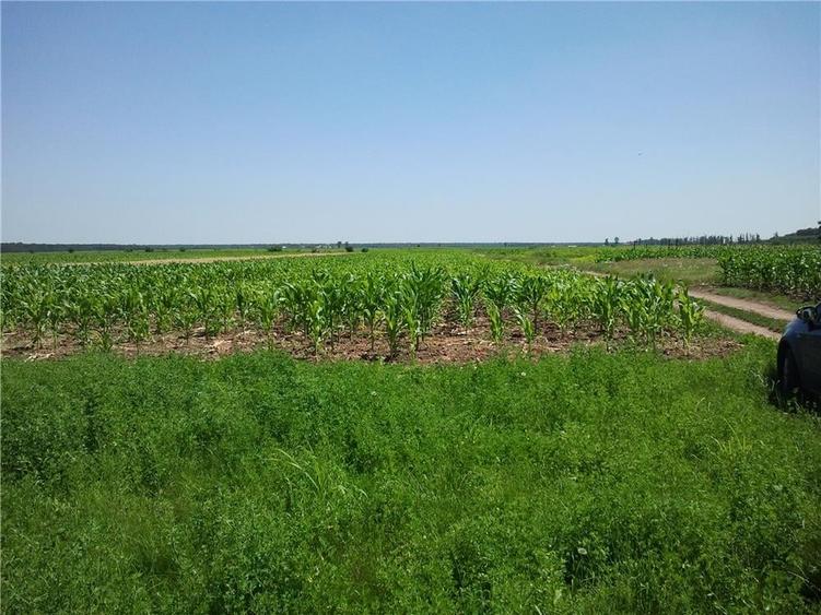 Teren de 3600 mp, în Moara Vlăsiei