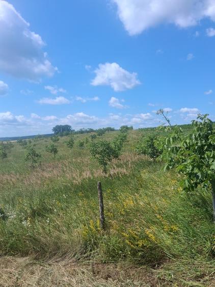 Vâd livadă de nuci - 7