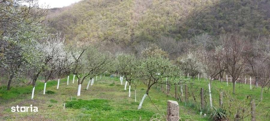 Teren de 1000 mp, în Central