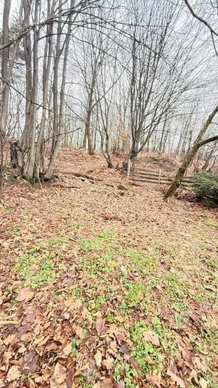 Teren intravilan de 24880 mp, în Griviței