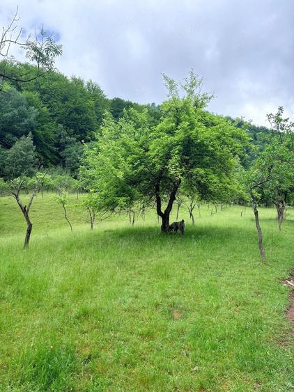 Teren de 5890 mp, în Uric