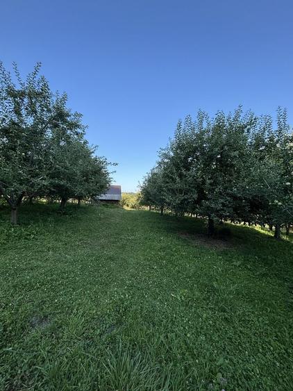 Teren de 5000 mp, în Boteni