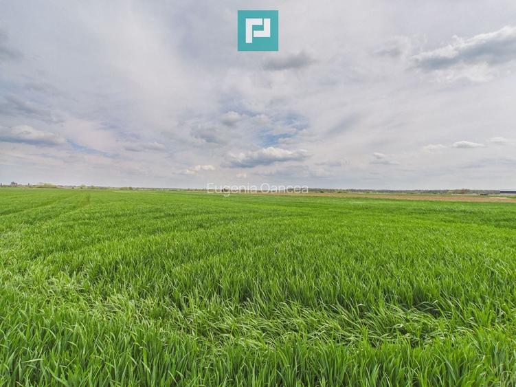 Teren extravilan 19.900 mp – Giroc centură