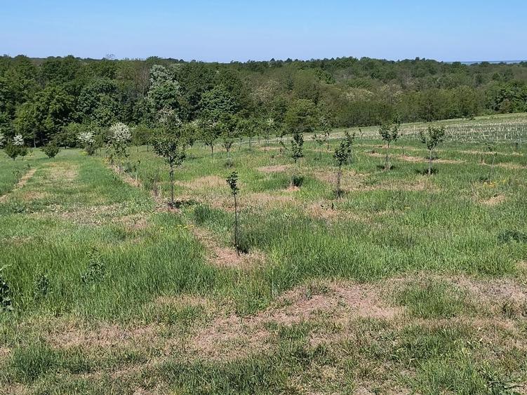 Teren de 8700 mp, în Ramna