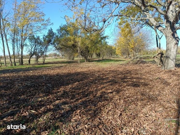 Casă cu 3 camere cu Teren 9000 Mp în Bucureștii Noi