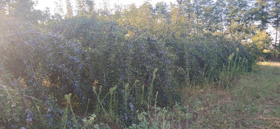 Teren agricol extravilan de 23500 mp, în Grădiștea