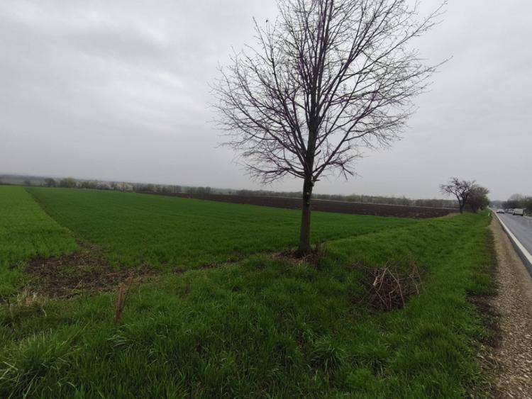 Teren de 6000 mp, în Horodnic