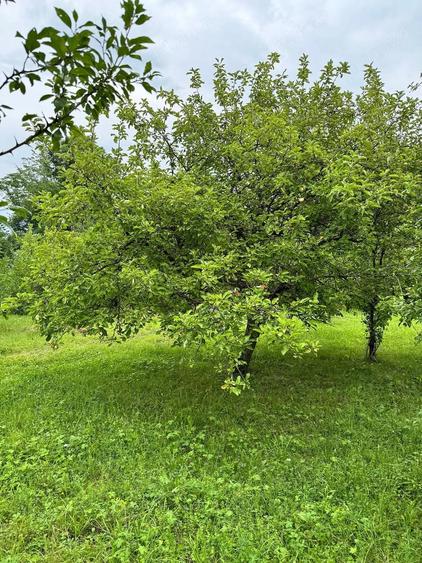 Teren de 750 mp, în Brebu