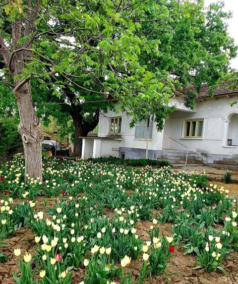 Casă individuală cu 5 camere cu Teren 4260 Mp în Seimeni