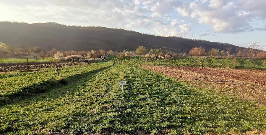Teren de 708 mp, în Tău