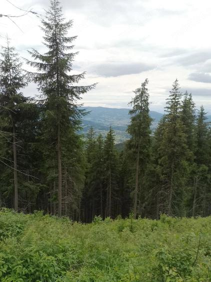 Teren de 25000 mp, în Central