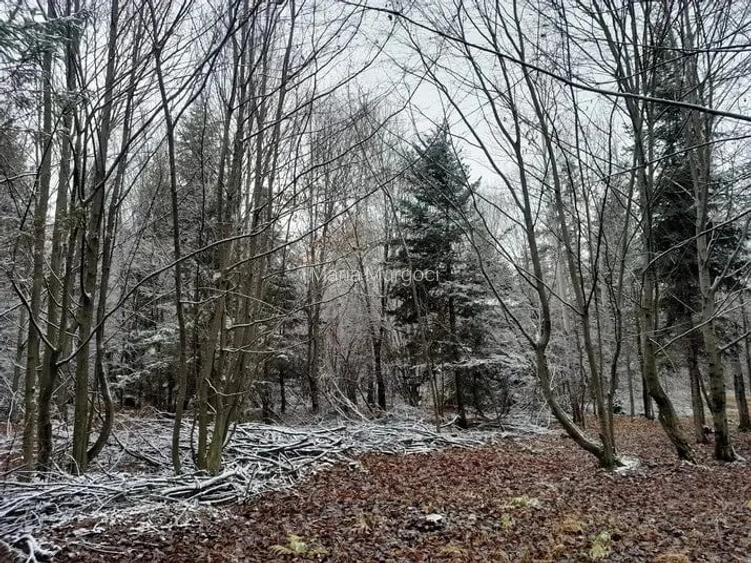 Vand teren cu padure 61 ari Parte?tii de sus.jud Suceava. j.