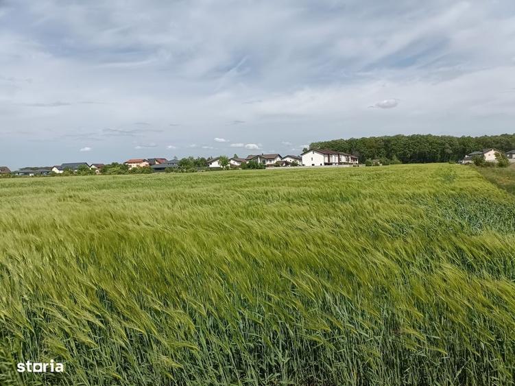 teren lotizat, Corbeanca, 8236 mp, pret minimal - 1