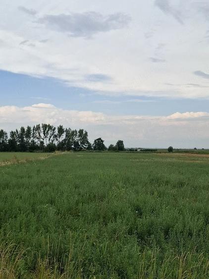 Teren de 93777 mp, în Garoafa