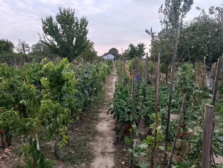 Casă cu 3 camere cu Teren 2350 Mp în Central