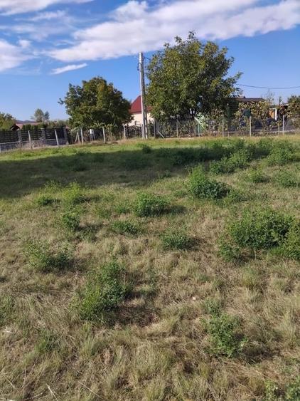 Teren Construcții intravilan de 2600 mp, în Livezile
