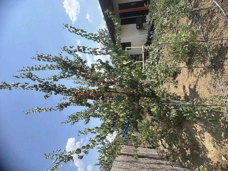 Casă cu Teren 470 Mp în Biharia