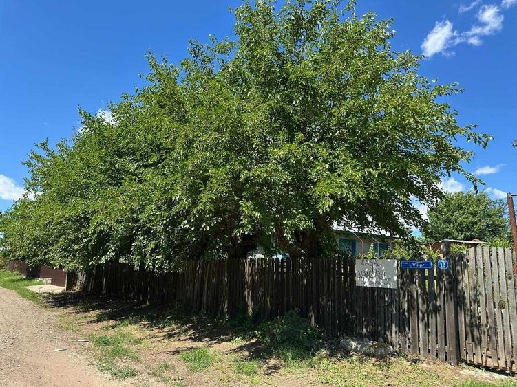 Casa la tara de vanzare in Tarnava, Teleorman locuibila, teren, foisor, hidrofor, 1500mp - 6