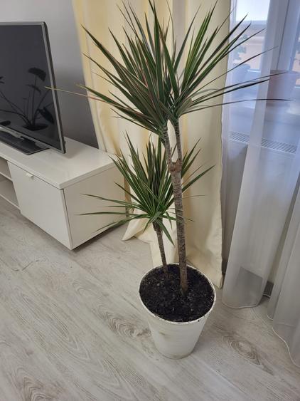 Apartament cu 3 camere, mobilat în Primăverii