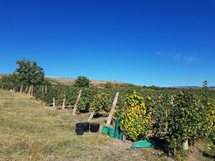 Vand teren cu vita de vie (SAUVIGNON BLANC) langa URLATI PRAHOVA zona viticola DEALU MARE - 2