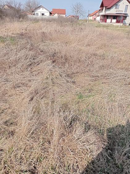 Teren de 1372 mp, în Săcălaz