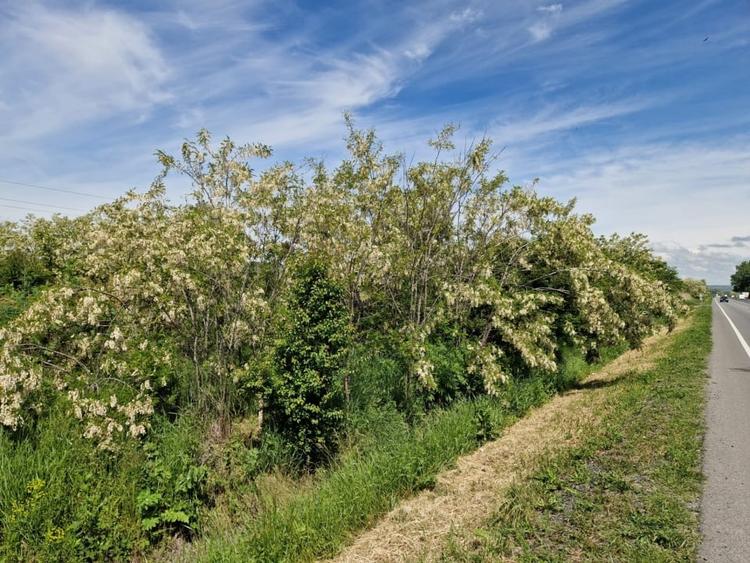 Teren Construcții intravilan de 900 mp, în Ișalnița