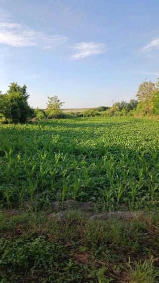 Teren de 200 mp, în Istria