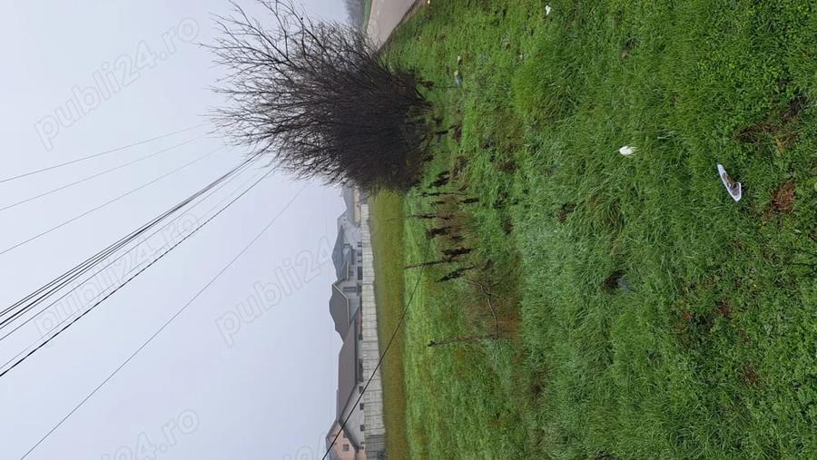 Teren de 5000 mp, în Preajba