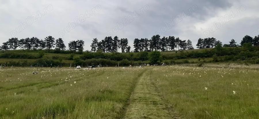Teren de 13500 mp, în Pâclișa