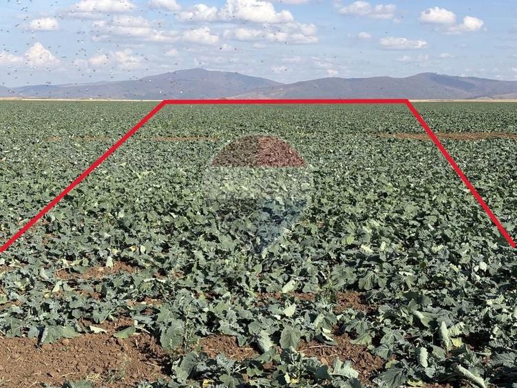 Teren agricol intravilan de 52410 mp, în Tărlungeni