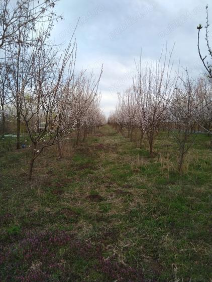 Teren în Gheorghe Lazăr