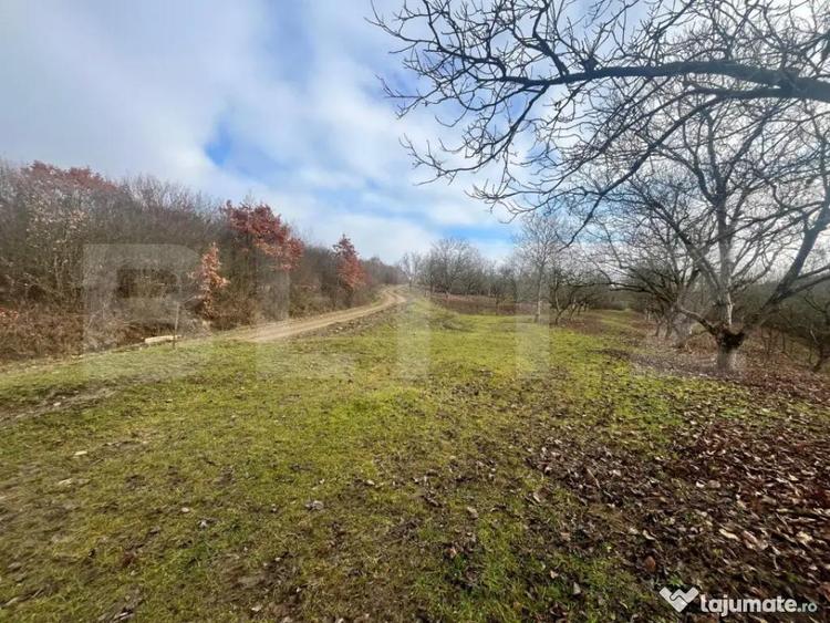 Teren extravilan, 4 hectare, langa livada de mere Ghinda - 6