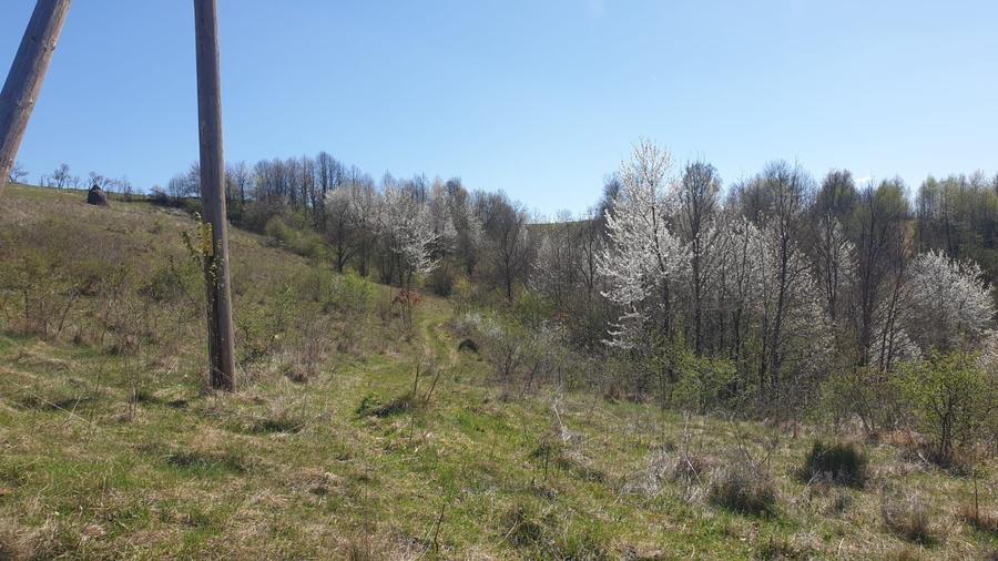 Teren cu panoramă fabuloasă, 10.059 mp, Roșia. 19.000 EUR. Comision 0 - 2