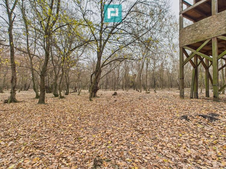 Teren extravilan de 5000 mp, în Periam