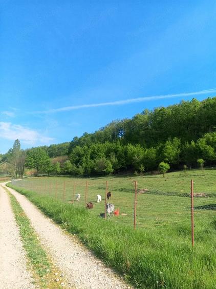 Teren de 5500 mp, în Drăganu