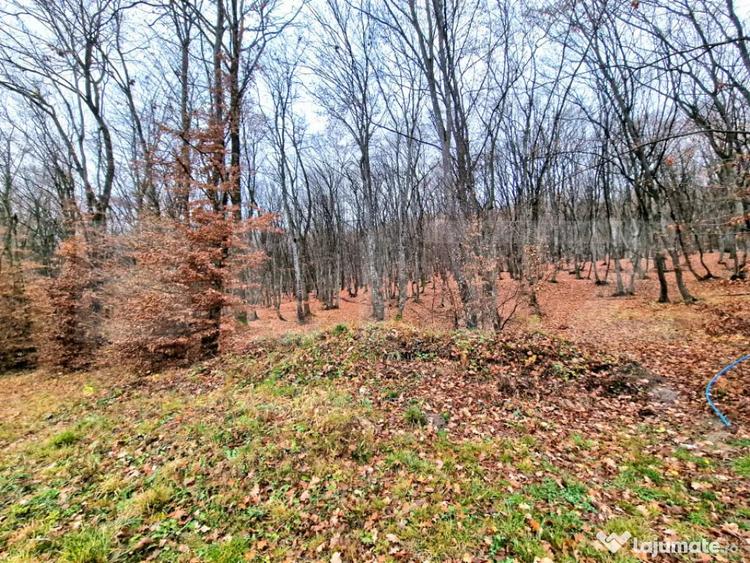 Teren intravilan, zona de case, langa liziera padurii, 500 m - 2
