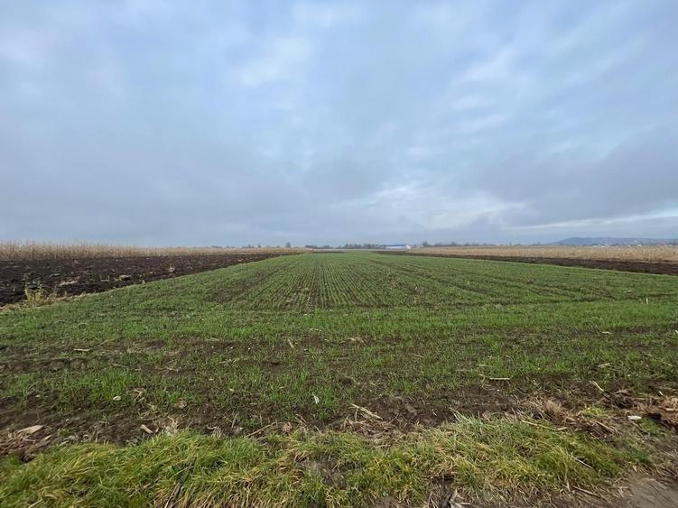 Teren agricol extravilan de 1300 mp, în Marginea